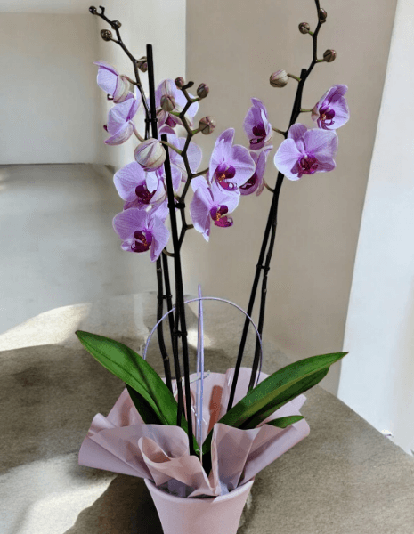 Pianta di Phaleonopsis colore lilla in confezione regalo